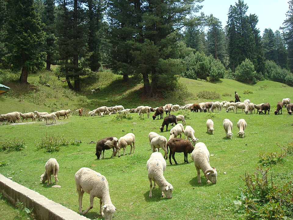 Yusmarg Retreat | Quiet Honeymoon