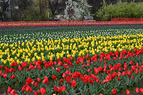 Kashmir